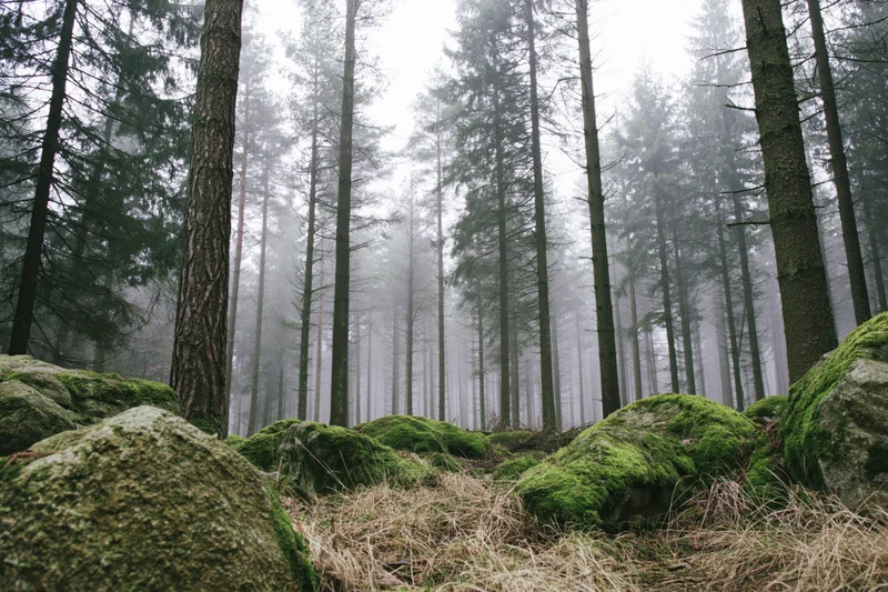 Tall straight conifer trees in misty forest with moss-covered rocks and dry grass on the ground