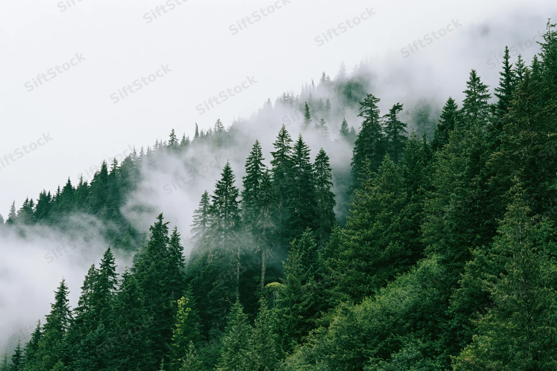Dense evergreen forest covering a steep mountain slope thick with fog
