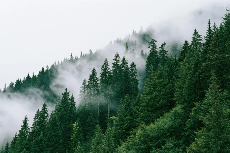 Dense evergreen forest covers a steep mountain slope in fog