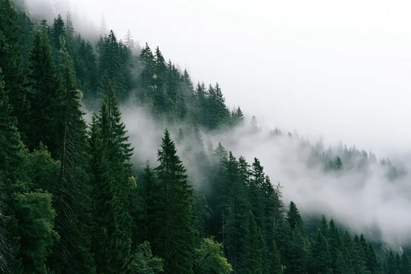 Dense evergreen forest covering a steep mountain slope with fog drifting through the trees