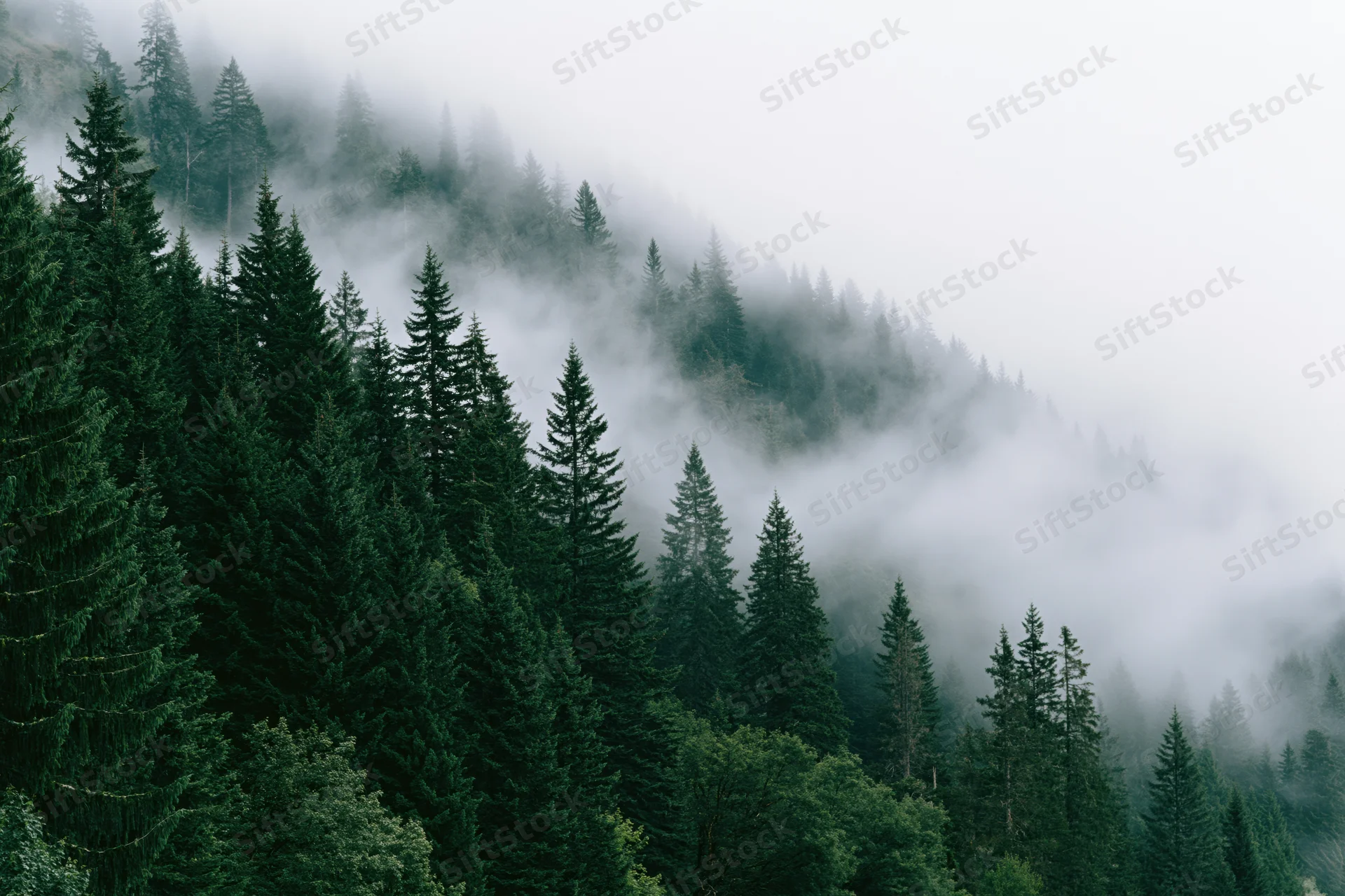 Dense evergreen forest covering a steep mountain slope thick with fog