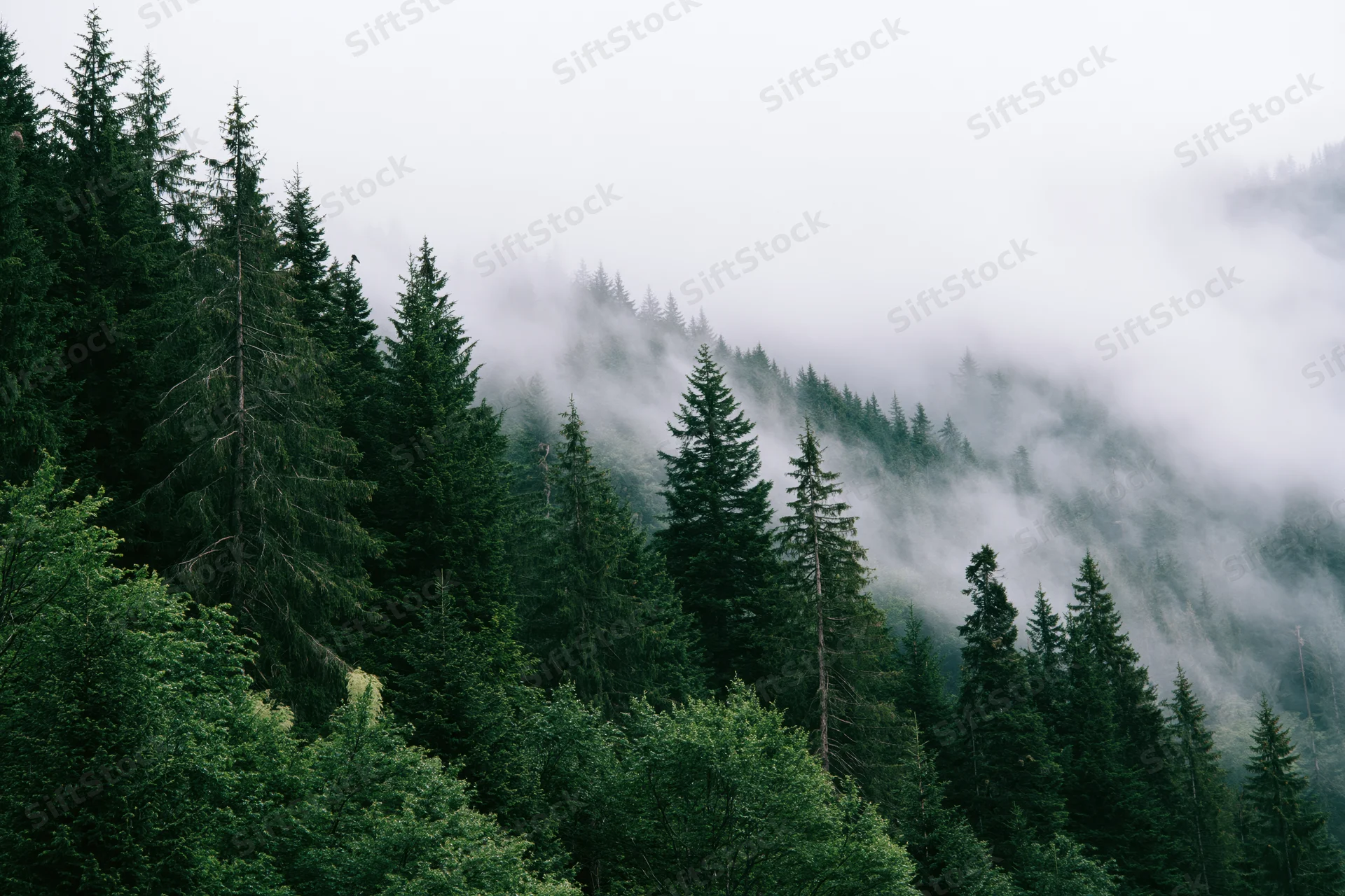 Dense evergreen forest covering a steep mountain slope with fog drifting through the trees