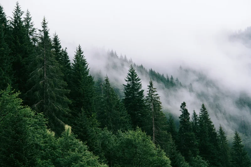 Dense evergreen forest covering a steep mountain slope with fog drifting through the trees