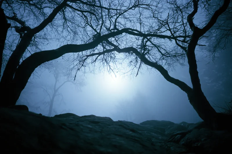 Bare-branched trees silhouetted against foggy moonlit sky in dark forest at night
