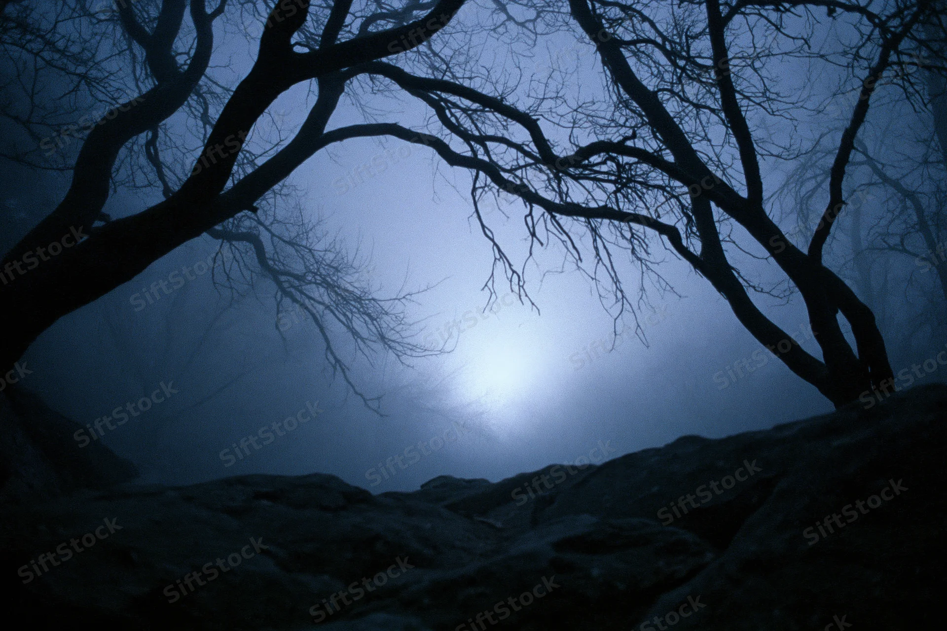 Bare-branched trees silhouetted against moonlight in a foggy forest at night