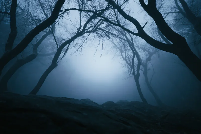 Bare trees silhouetted in dense fog at night in a dark forest