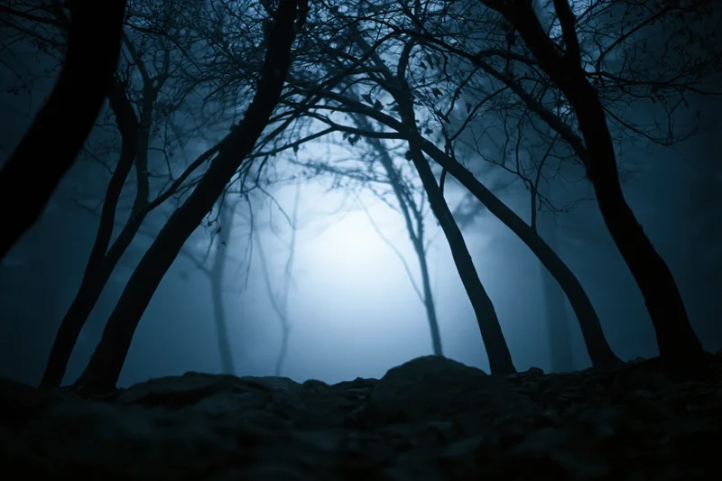 Low-angle view of bare trees in a foggy forest at night with moonlight filtering through the branches