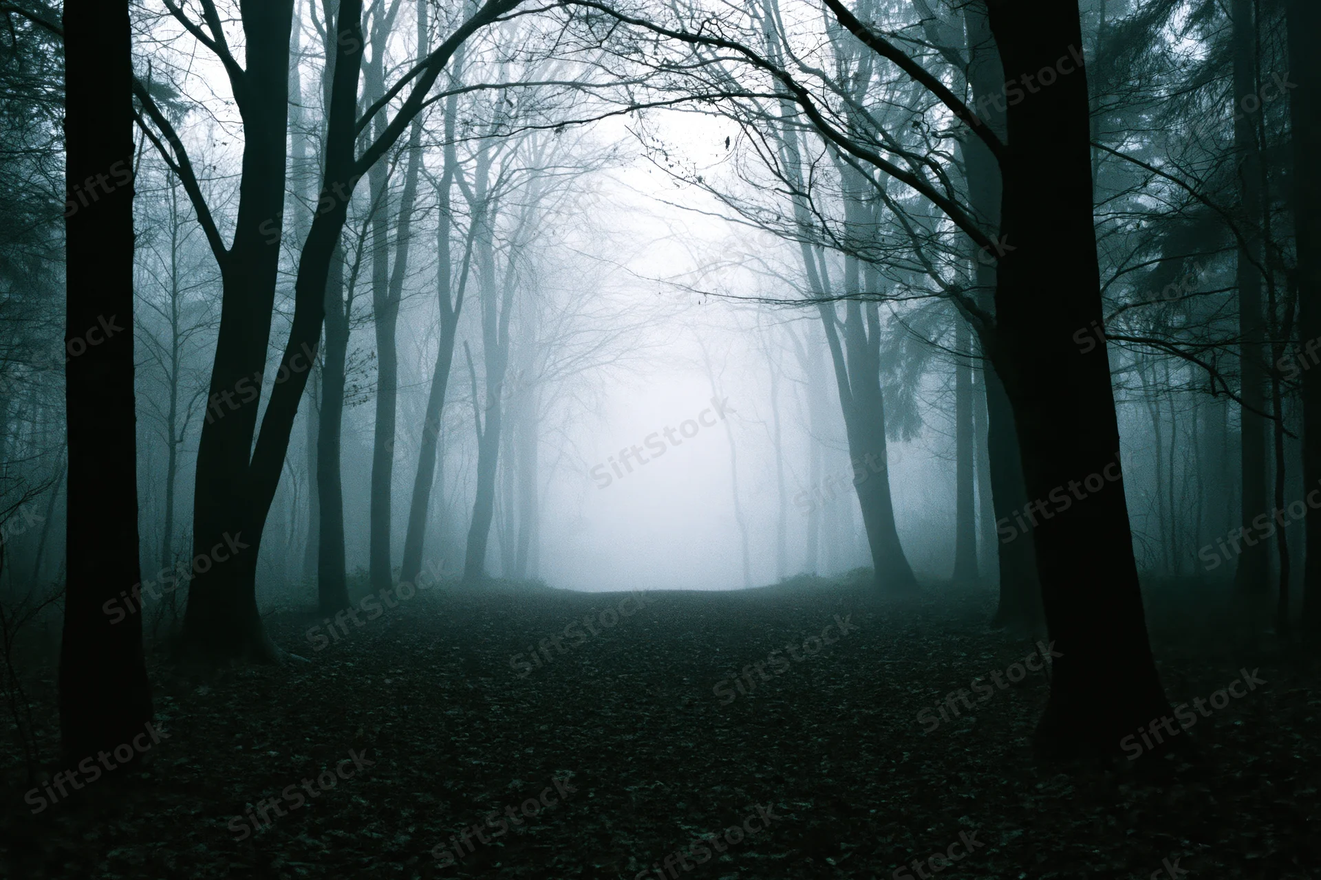 Fog-filled path through bare deciduous trees in dark autumn forest