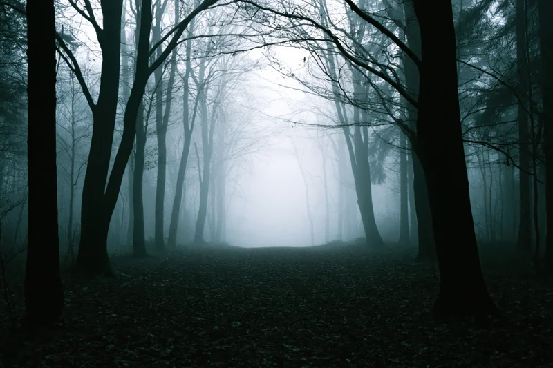 Fog-filled path through bare deciduous trees in dark autumn forest