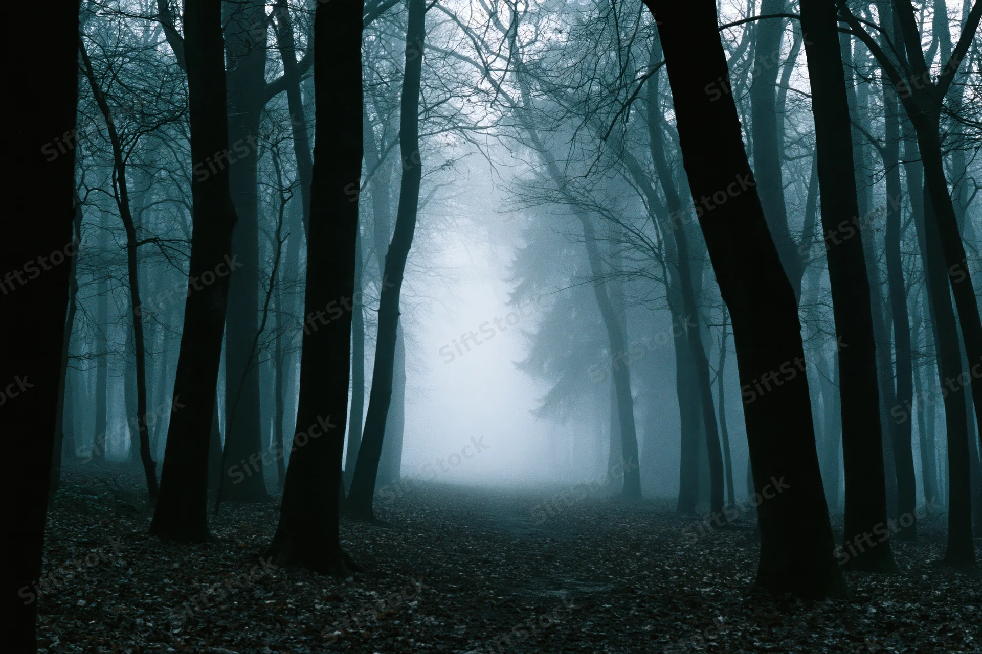 Fog-filled deciduous forest path lined with bare trees in late autumn