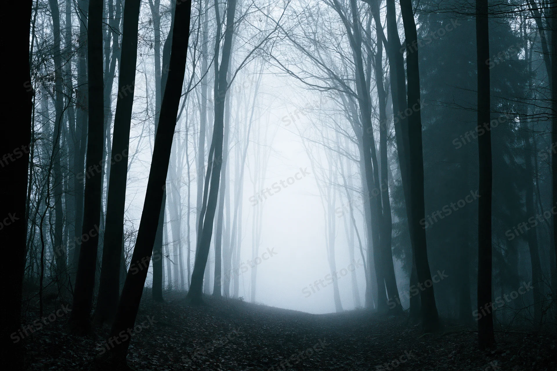 Fog-filled forest path lined with bare deciduous trees in late autumn