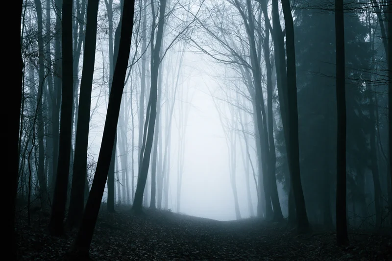 Fog-filled forest path lined with bare deciduous trees in late autumn