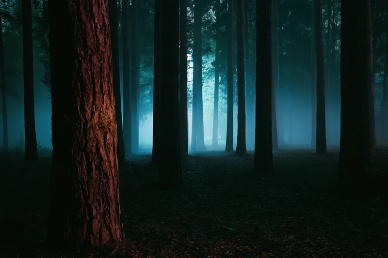 Dense pine forest at night with misty atmosphere and tall tree trunks rising from dark ground