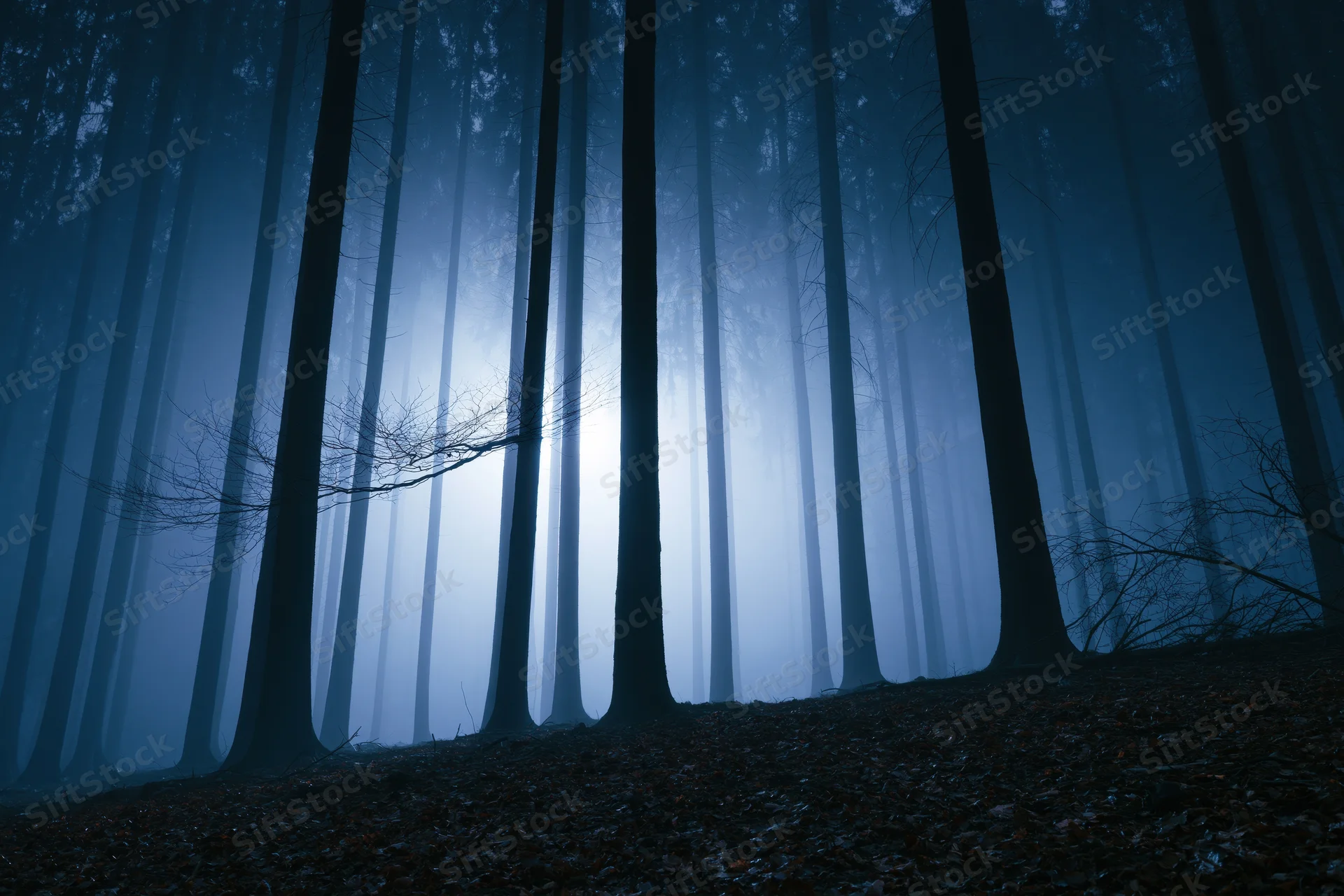 Tall slender tree trunks receding into foggy forest at night