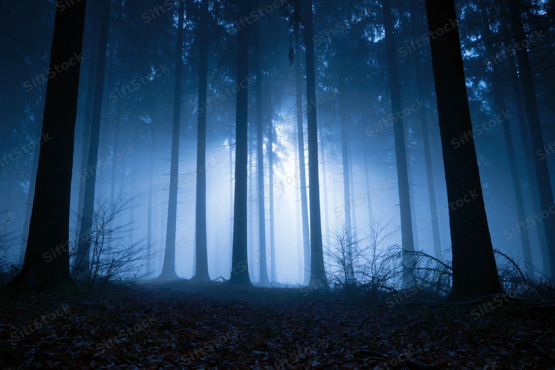 Tall slender tree trunks receding into foggy blue forest at night