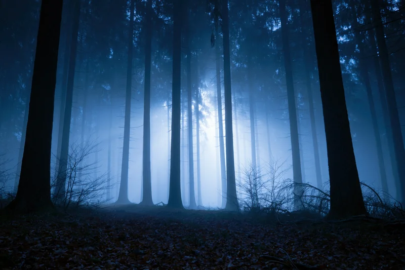 Tall slender tree trunks receding into foggy blue forest at night