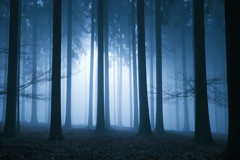 Tall slender tree trunks receding into foggy forest at night