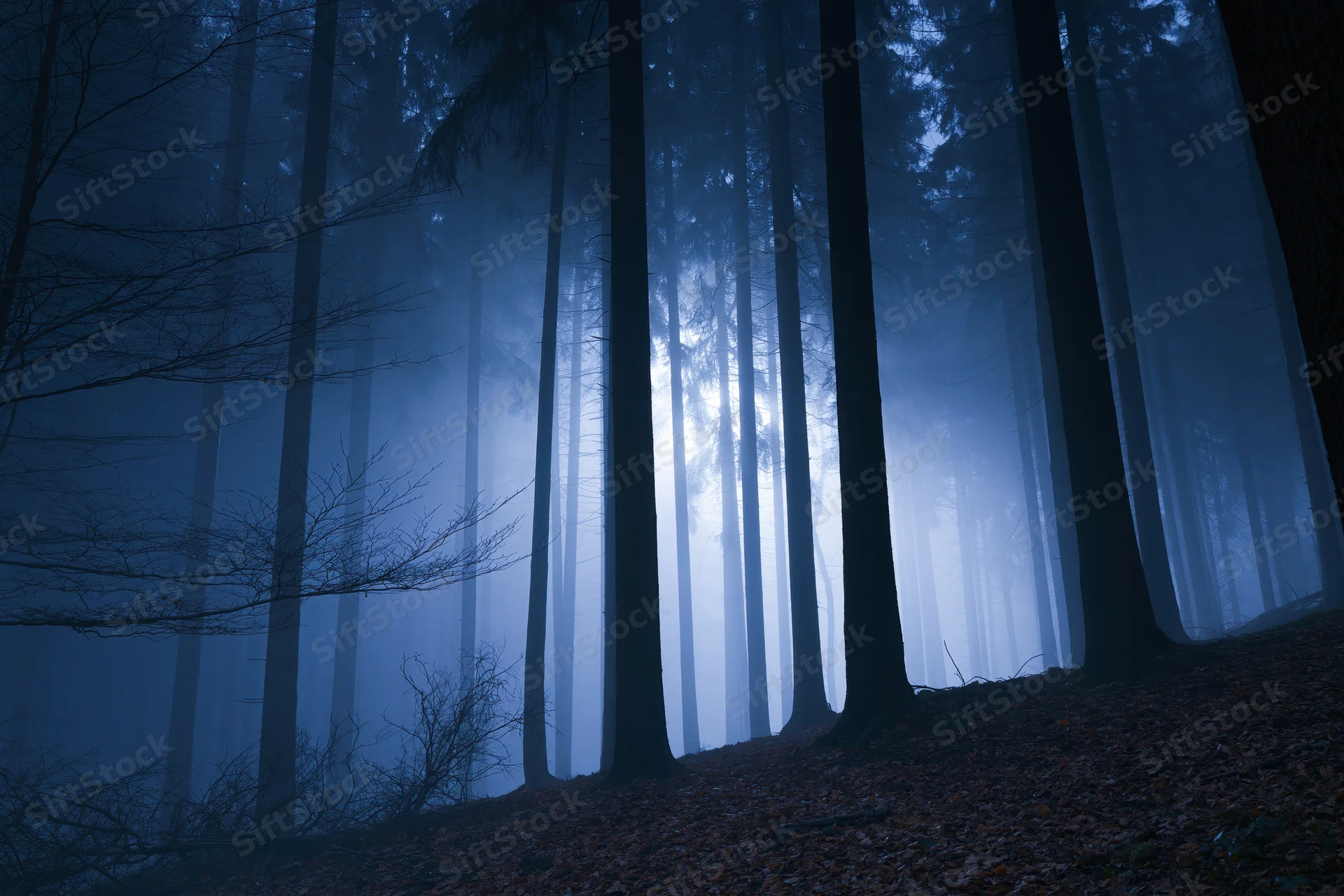 Tall slender tree trunks receding into foggy forest at night