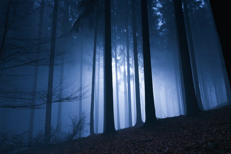 Tall slender tree trunks receding into foggy forest at night