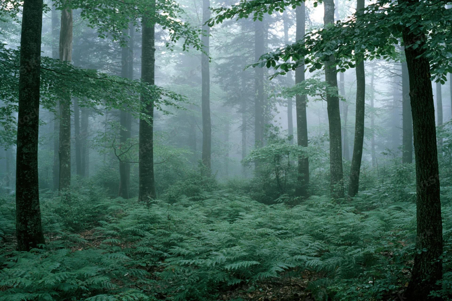 Dense temperate forest interior with tall beech trees and foggy morning atmosphere