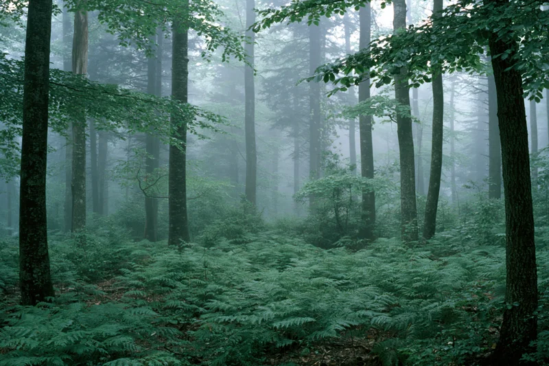 Dense temperate forest interior with tall beech trees and foggy morning atmosphere