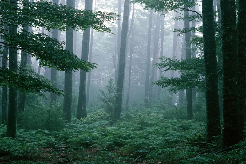 Dense temperate forest interior with tall beech trees and foggy morning atmosphere