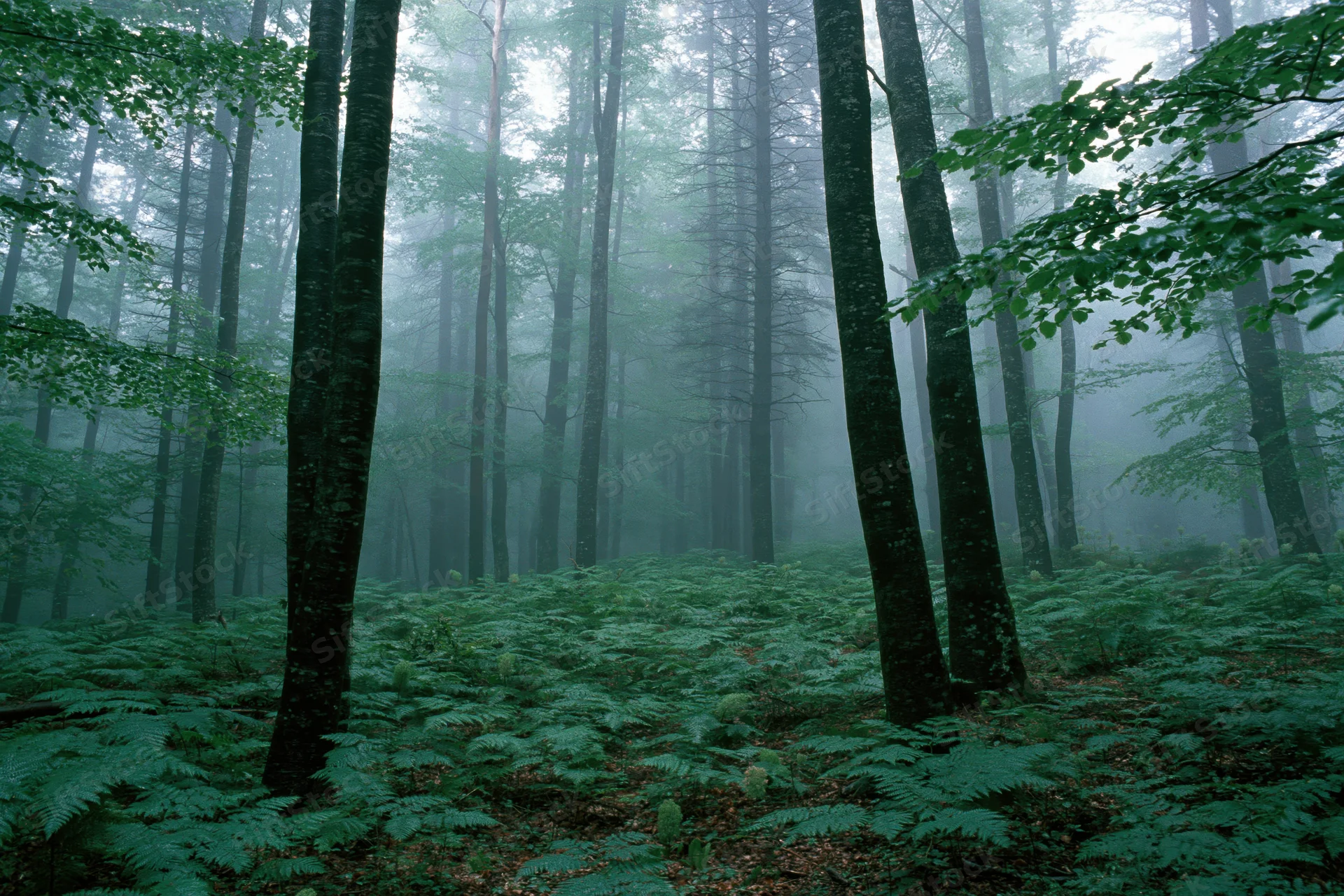 Dense temperate forest interior with tall beech trees and ferns under foggy morning light