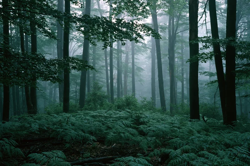 Dense temperate forest interior with tall beech trees and ferns under foggy morning light