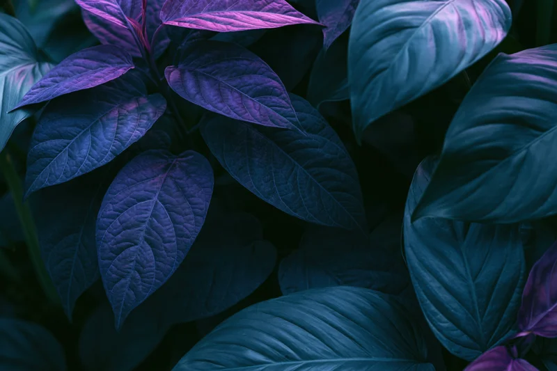 Dense tropical foliage filling the frame with layered leaves in shades of blue and purple