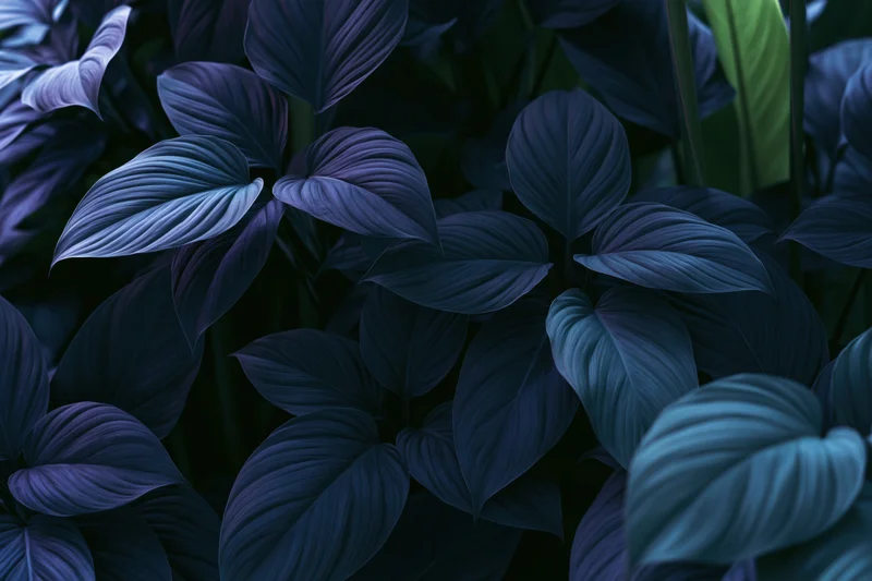 Dense tropical foliage with layered dark blue and purple leaves filling the frame