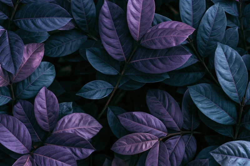 Dense tropical foliage filling the frame with layered purple and dark green leaves in closeup overhead view