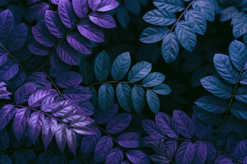 Dense tropical foliage with layered purple and blue leaves filling the frame