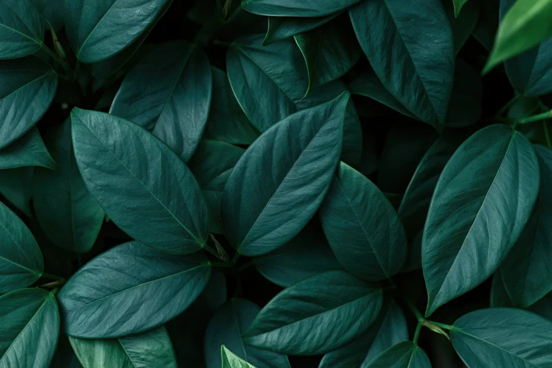 Dense overlapping tropical leaves filling the frame in dark green tones