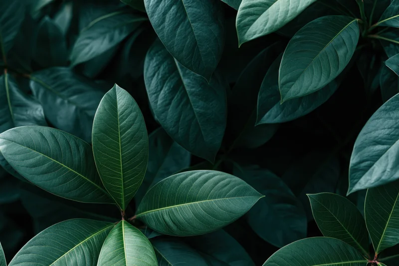 Dense tropical plant leaves overlapping in a lush green foliage closeup