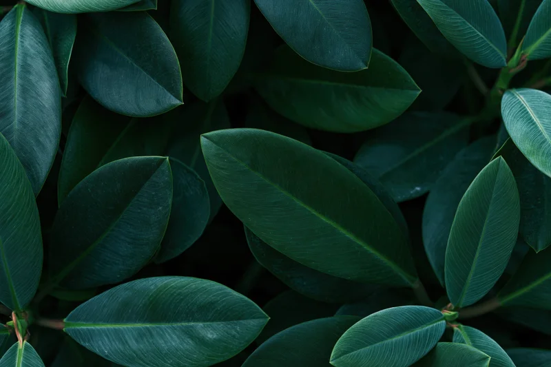 Dense overlapping tropical plant leaves filling the frame
