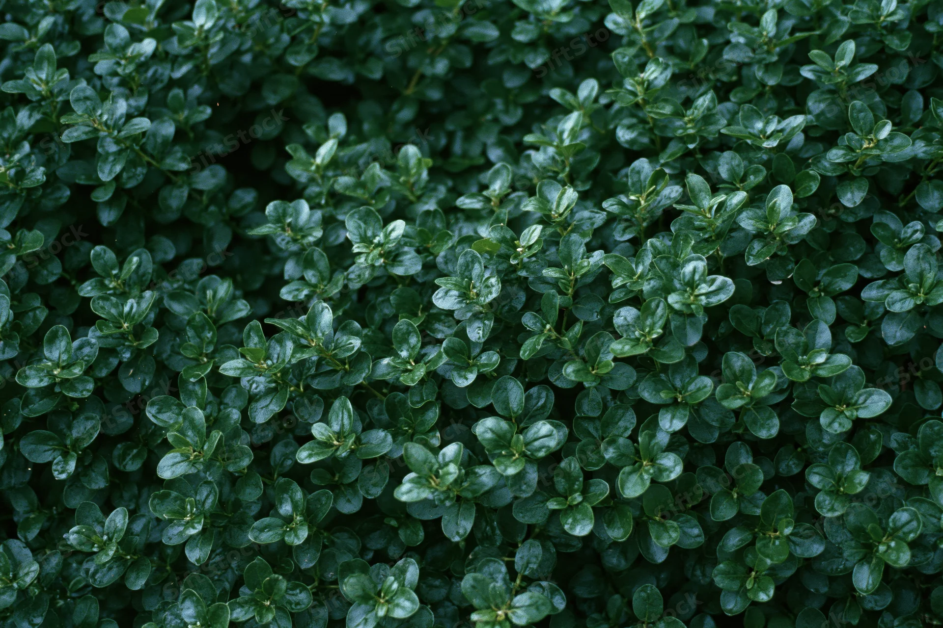 Dense wall of small dark green leaves filling the frame