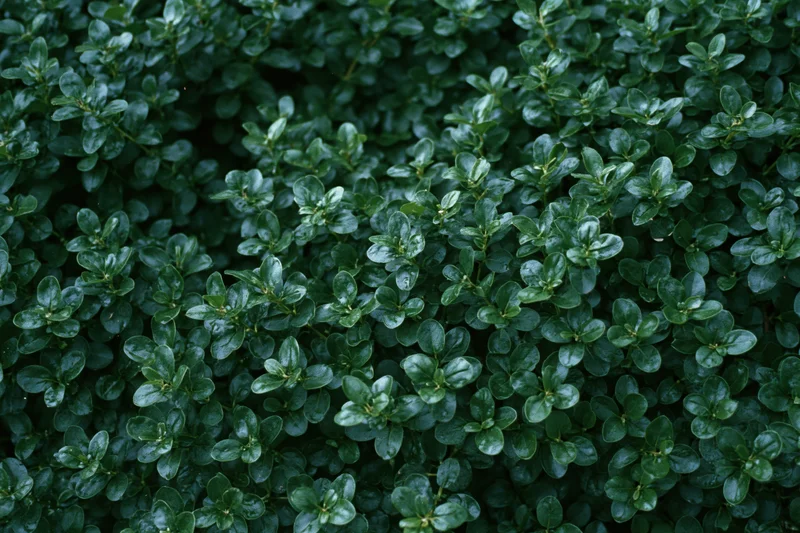 Dense wall of small dark green leaves filling the frame