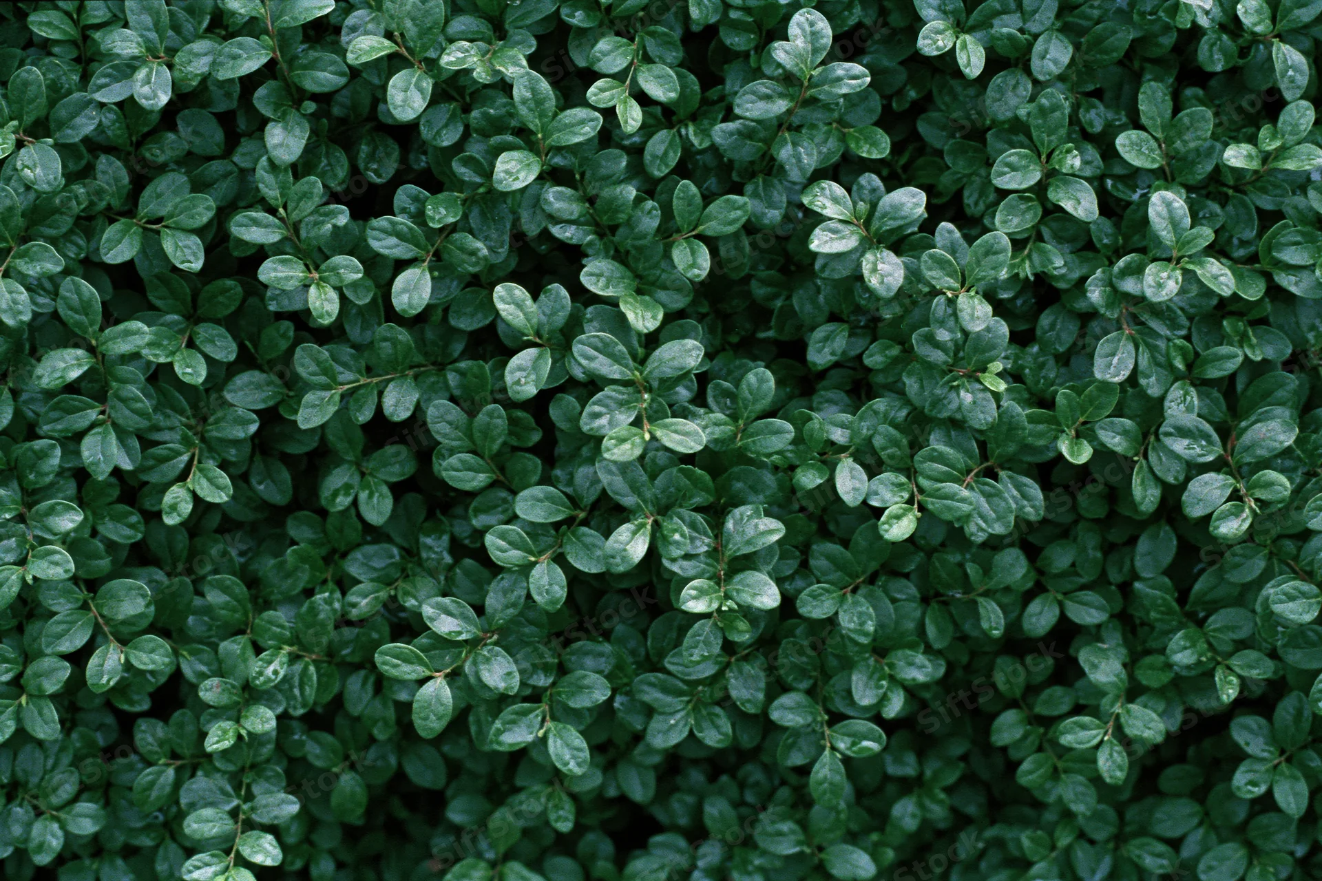 Dense wall of small dark green leaves filling the frame
