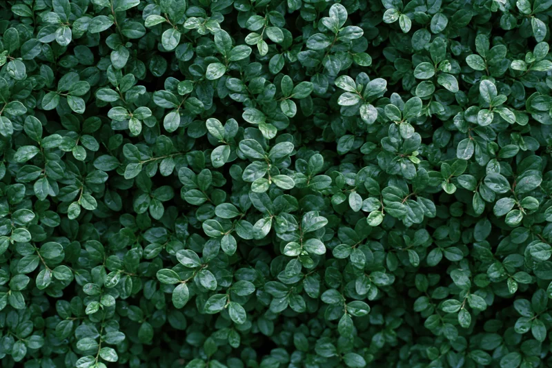 Dense wall of small dark green leaves filling the frame