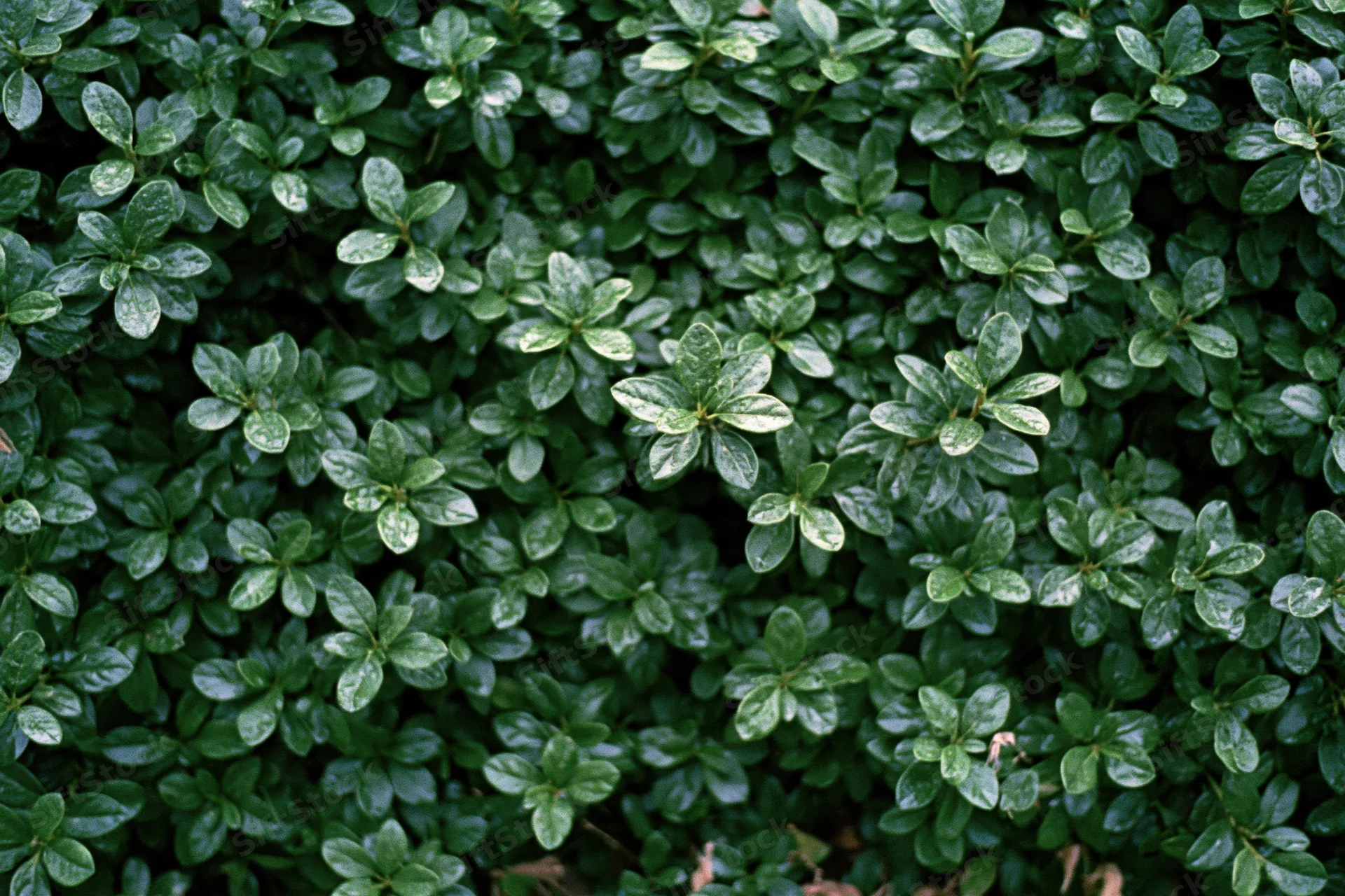 Dense wall of small dark green leaves filling the frame