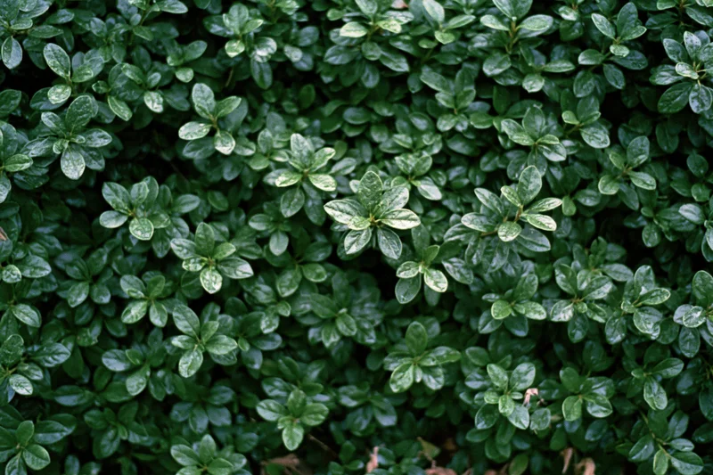 Dense wall of small dark green leaves filling the frame