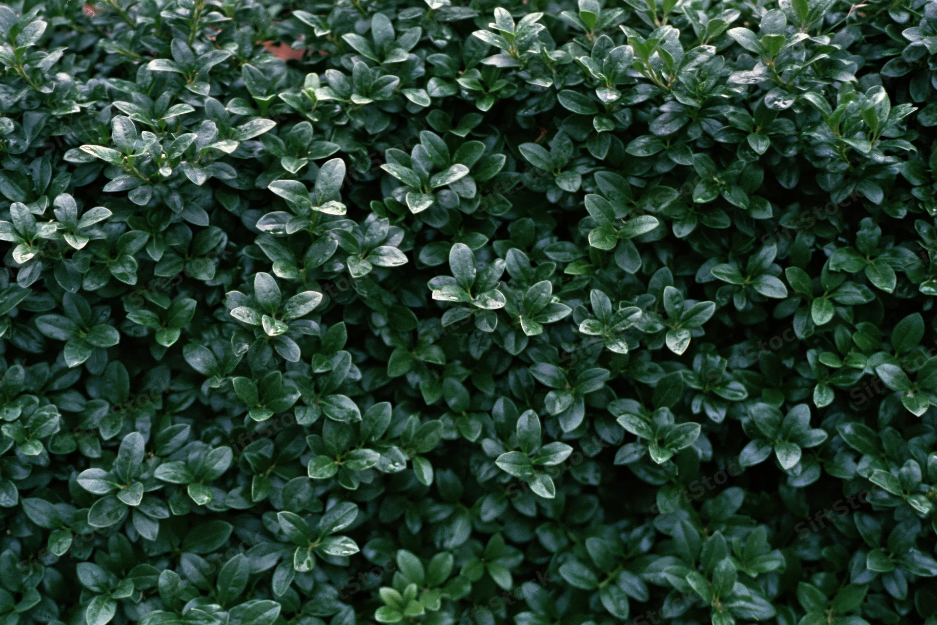 Dense wall of small dark green leaves filling the frame