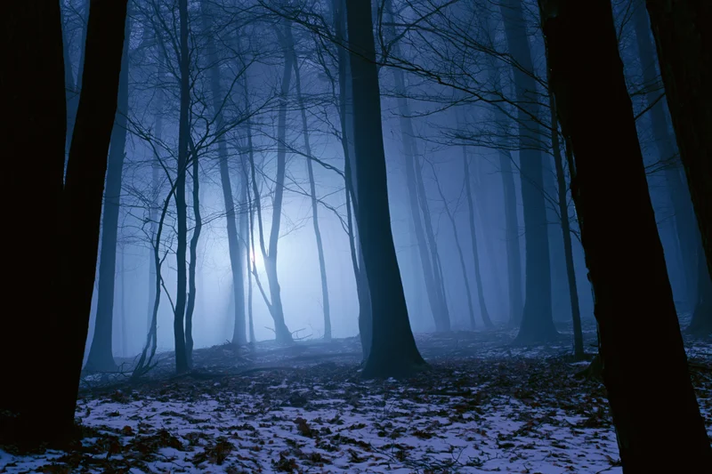 Dense winter forest at night with bare deciduous trees silhouetted in fog and moonlight