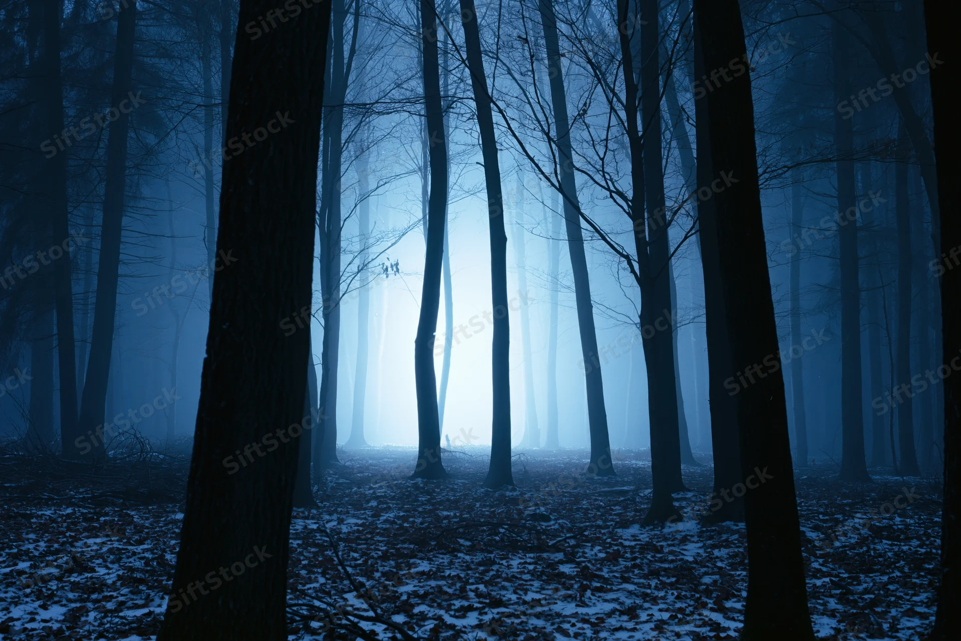 Dense winter forest at night with bare deciduous trees silhouetted in fog