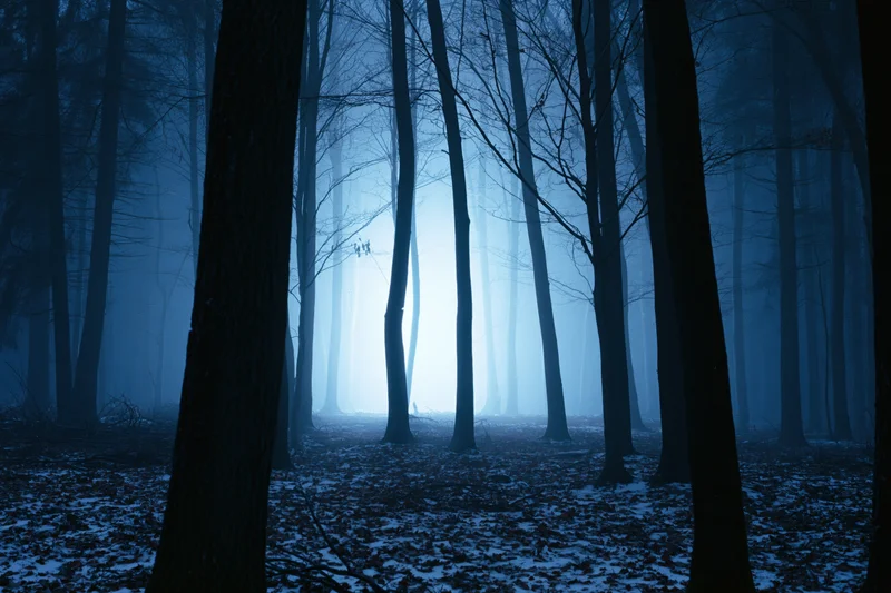 Dense winter forest at night with bare deciduous trees silhouetted in fog