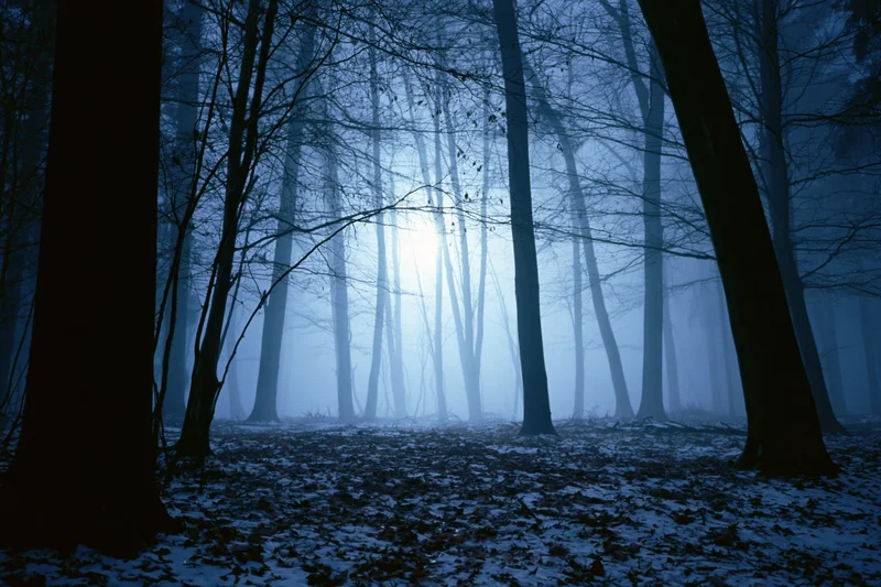 Dense winter forest at night with bare deciduous trees silhouetted in fog and snow-covered ground