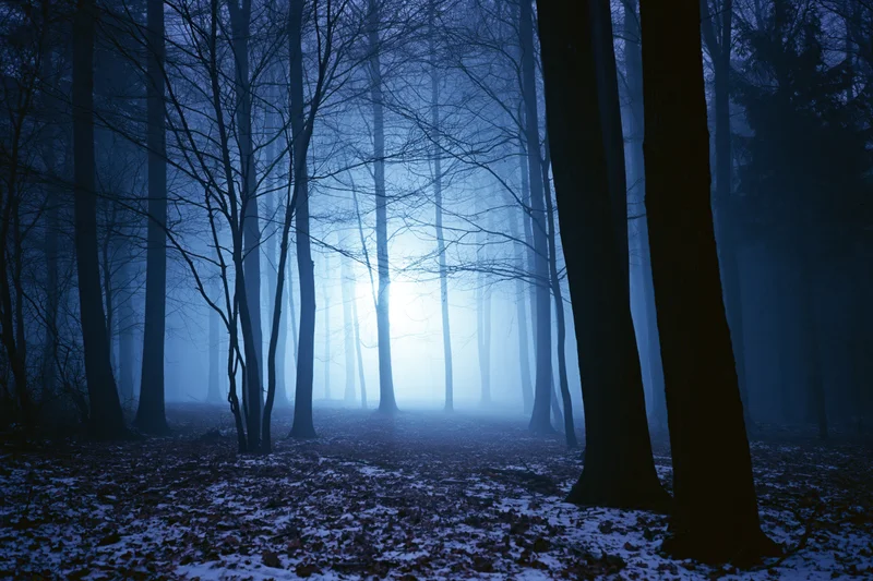 Dense winter forest at night with bare deciduous trees silhouetted in fog and snow under a soft blue glow