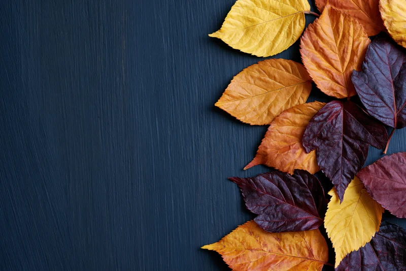 Dried autumn leaves arranged along the right edge of a dark blue wooden surface