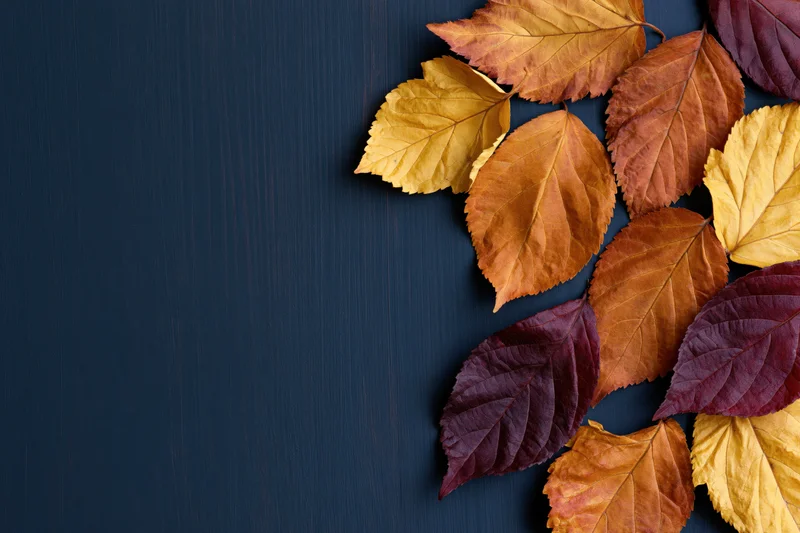 Dried autumn leaves arranged along the right edge of a dark wooden surface with copyspace on the left