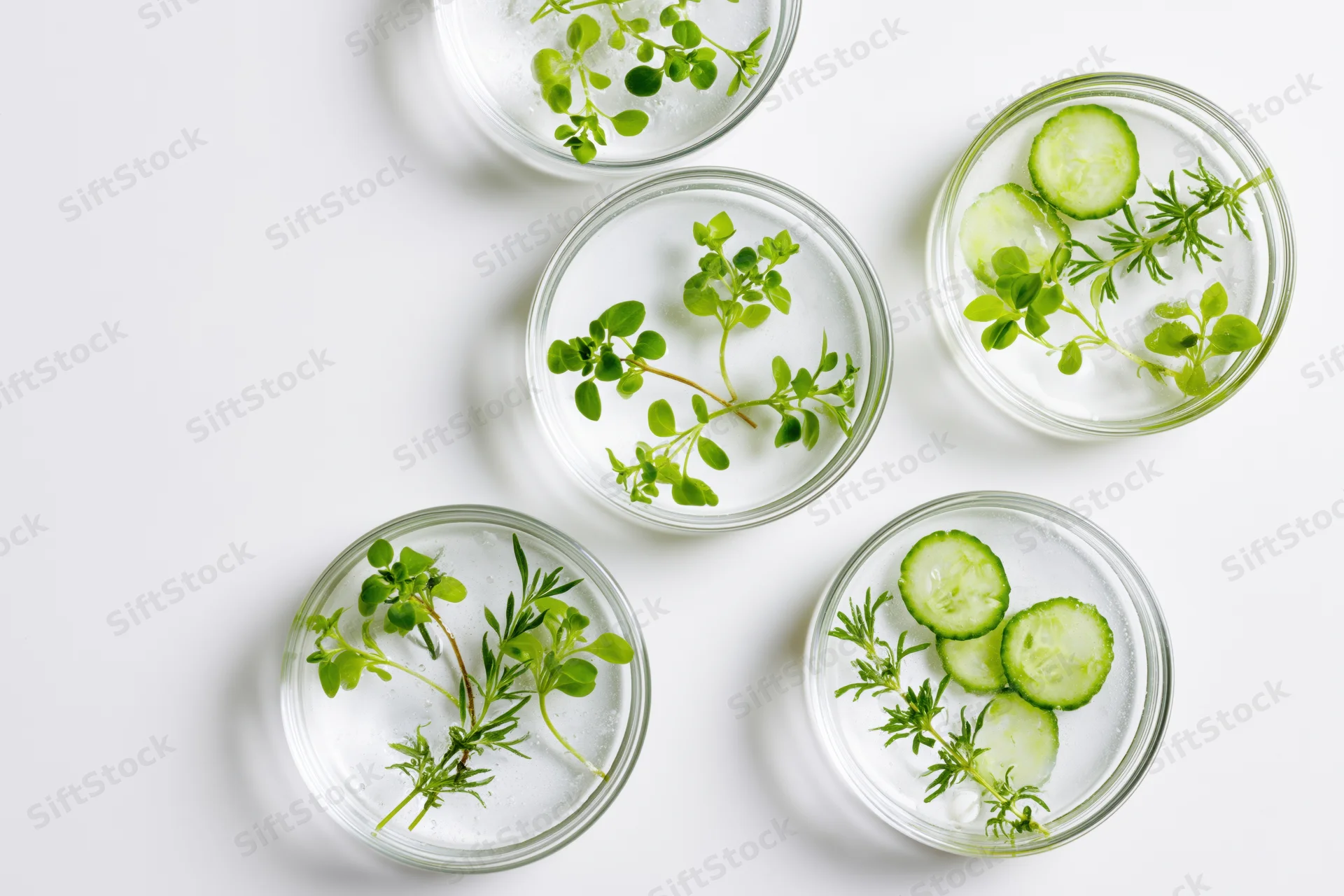 Five glass petri dishes with cucumber slices and herbs in water on white surface